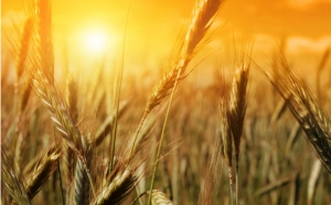 Sawah