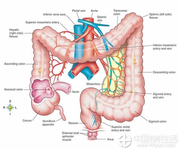 Usus besar