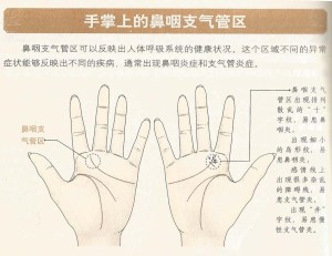 wilayah pernafasan tangan